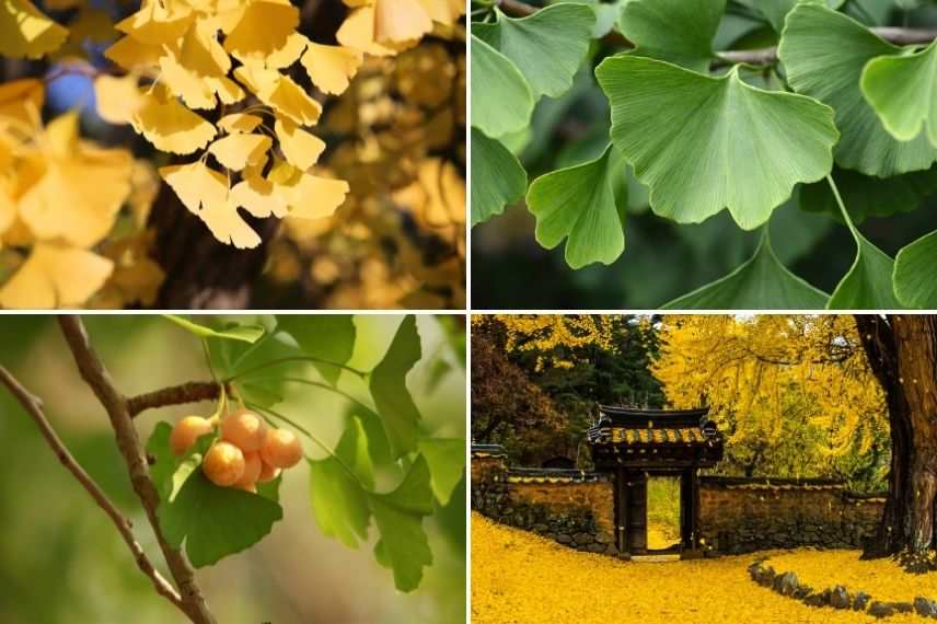 arbre aux quarante écus feuilles originales, arbre feuille éventail, arbre feuille jaune