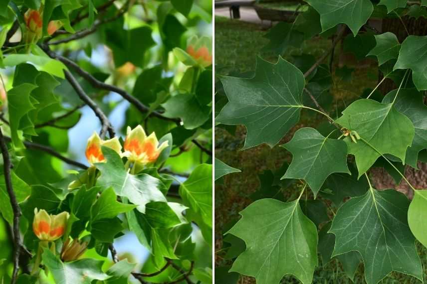 tulipier de virginie feuille, arbre feuille originale, feuille forme tête de chat