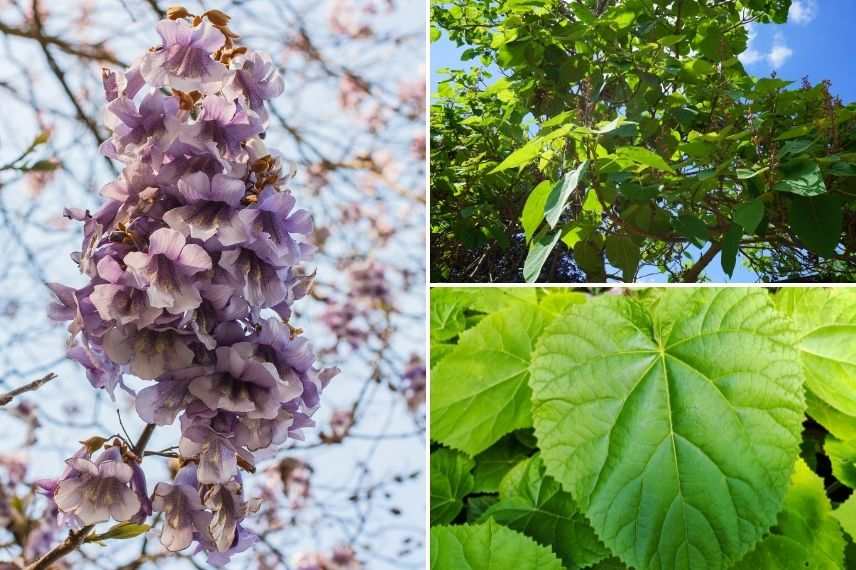 arbre impérial feuillage, arbre à feuilles xxl, arbre à feuilles immenses