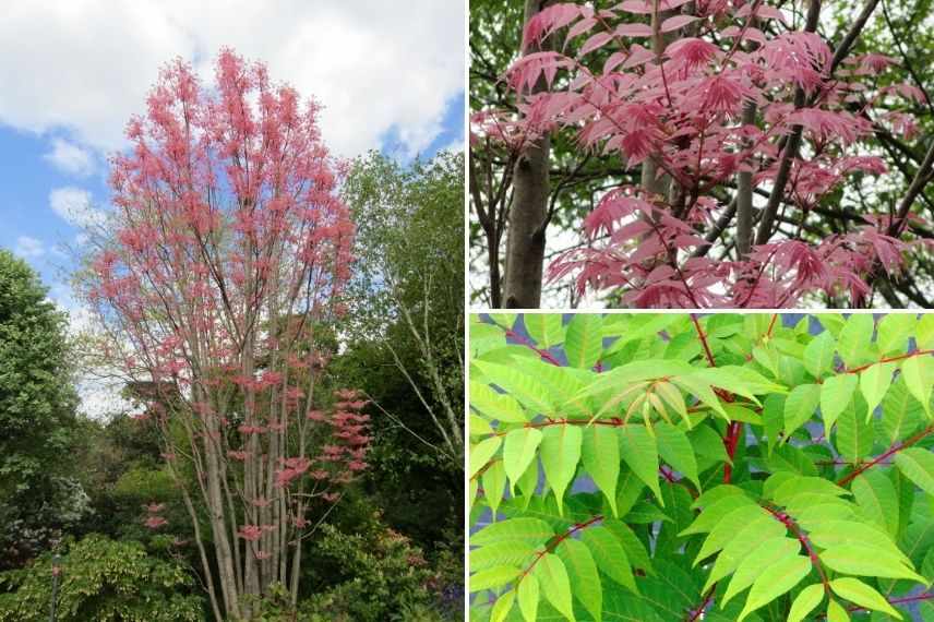 acajou de chine flamingo feuille originale, arbre à feuilles roses, arbre insolite