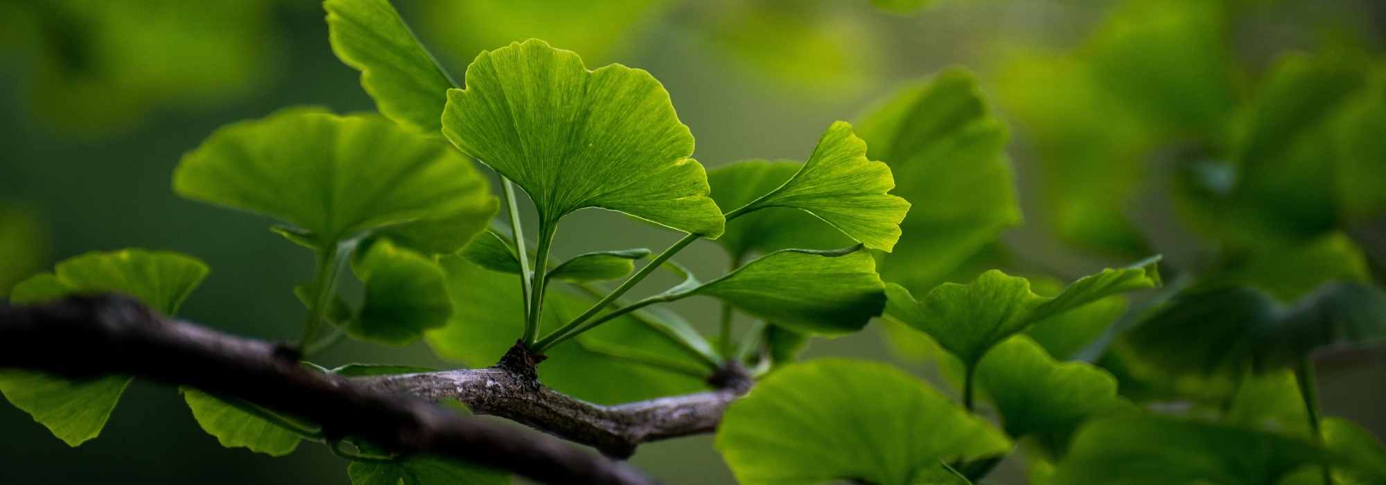 TUTO VIDÉO - Cicatriser une branche ou un tronc d'arbre : pourquoi et  comment ? - France Bleu