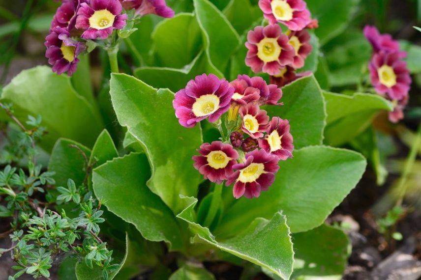 arrosage primula auricula