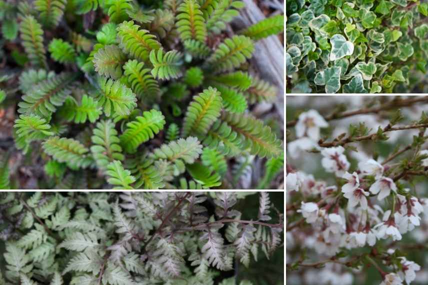 association leptinella, associer leptinella, association cotule, associer cotule, massif ombre leptinella