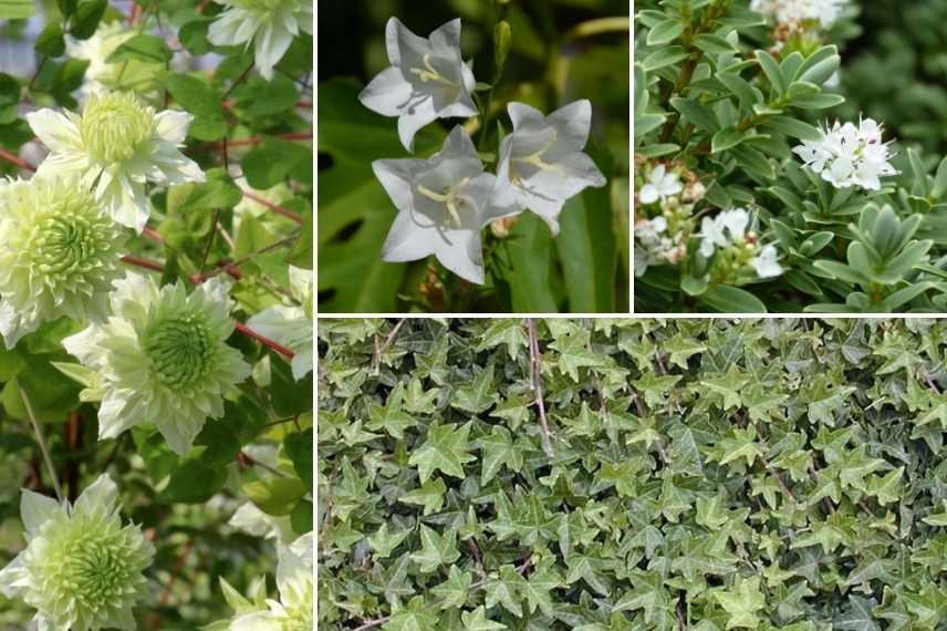 association lierre pot, associer lierre pot, lierre jardinière avec quoi