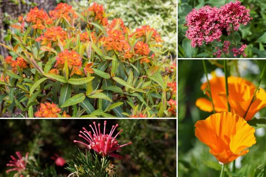 associer fleurs rouges, association fleurs rouges, massif fleurs rouges, comment marier fleurs rouges, idées fleurs rouges jardin