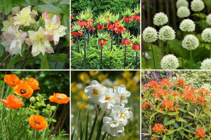 associer les fleurs oranges, association fleur orange, massif fleurs oranges, marier fleurs oranges