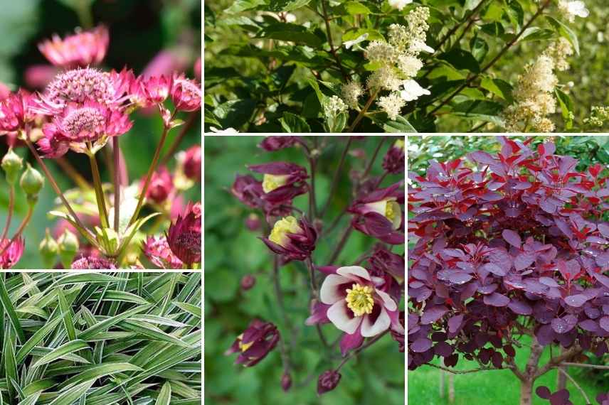 associer fleurs rouges, association fleurs rouges, massif fleurs rouges, comment marier fleurs rouges, idées fleurs rouges jardin