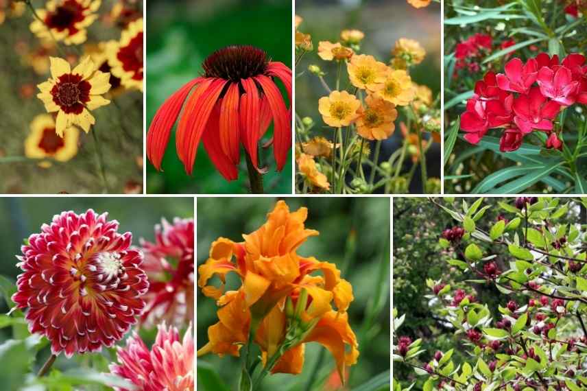 associer fleurs rouges, association fleurs rouges, massif fleurs rouges, comment marier fleurs rouges, idées fleurs rouges jardin