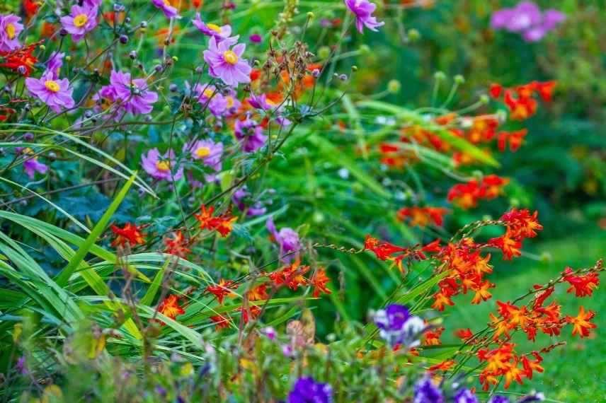 associer fleurs rouges, association fleurs rouges, massif fleurs rouges, comment marier fleurs rouges, idées fleurs rouges jardin