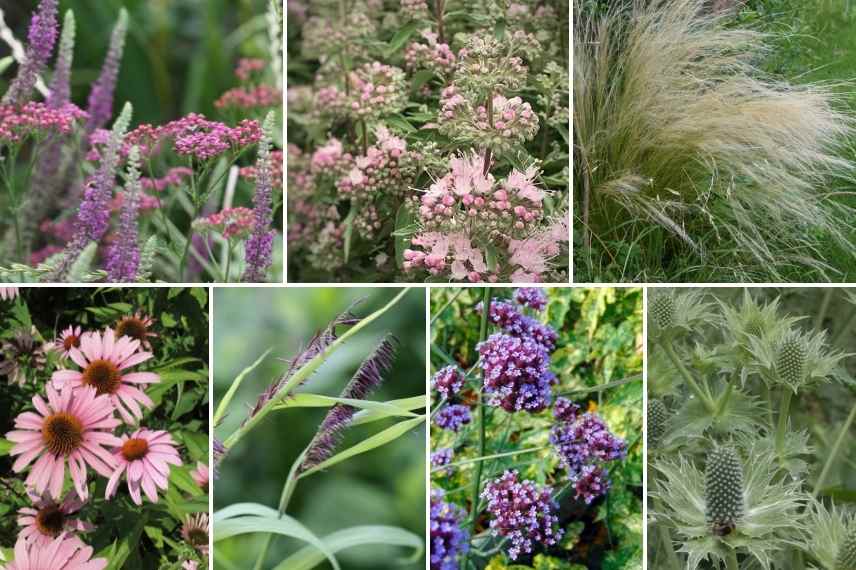 associer le Teucrium association teucrium, idée massif avec teucrium