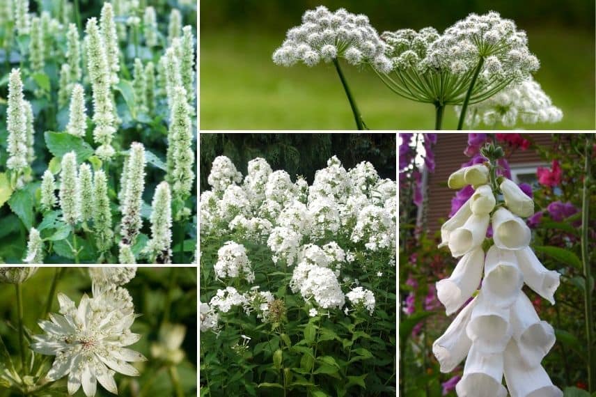 Associer l'Angélique : dans un jardin blanc