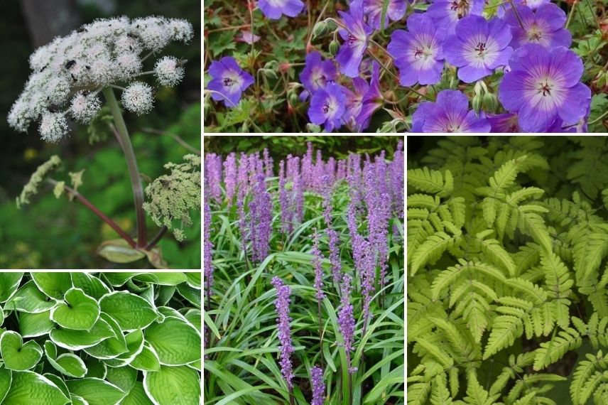 Associer l'Angélique : dans un jardin de sous-bois