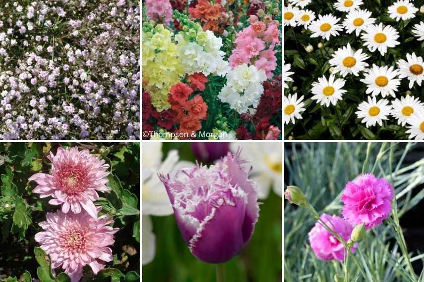 muflier jardin de fleurs à couper