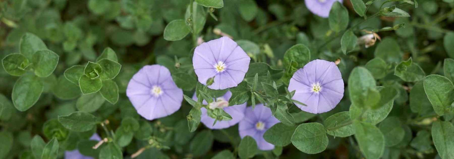 Associer le convolvulus