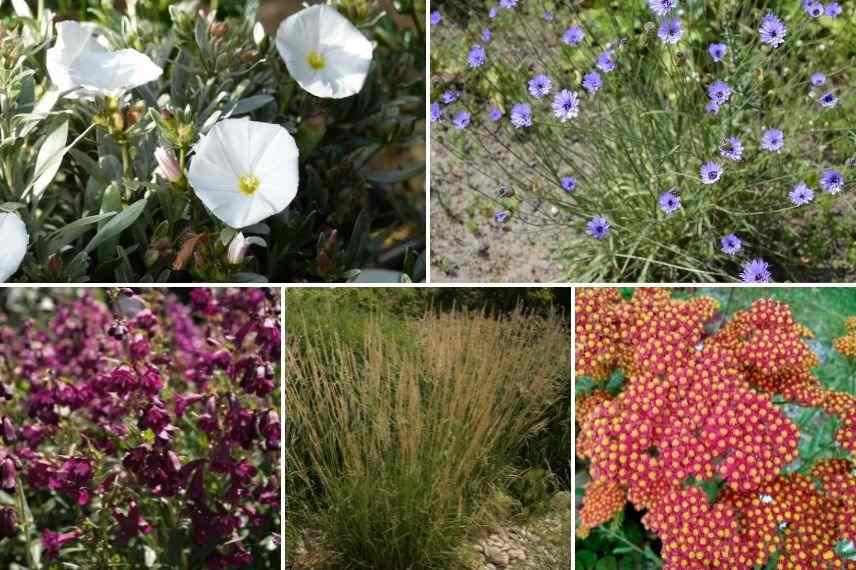 associer liseron argenté jardin naturaliste