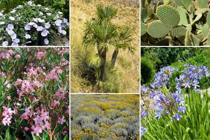 associer liseron bleu jardin méditerranéen