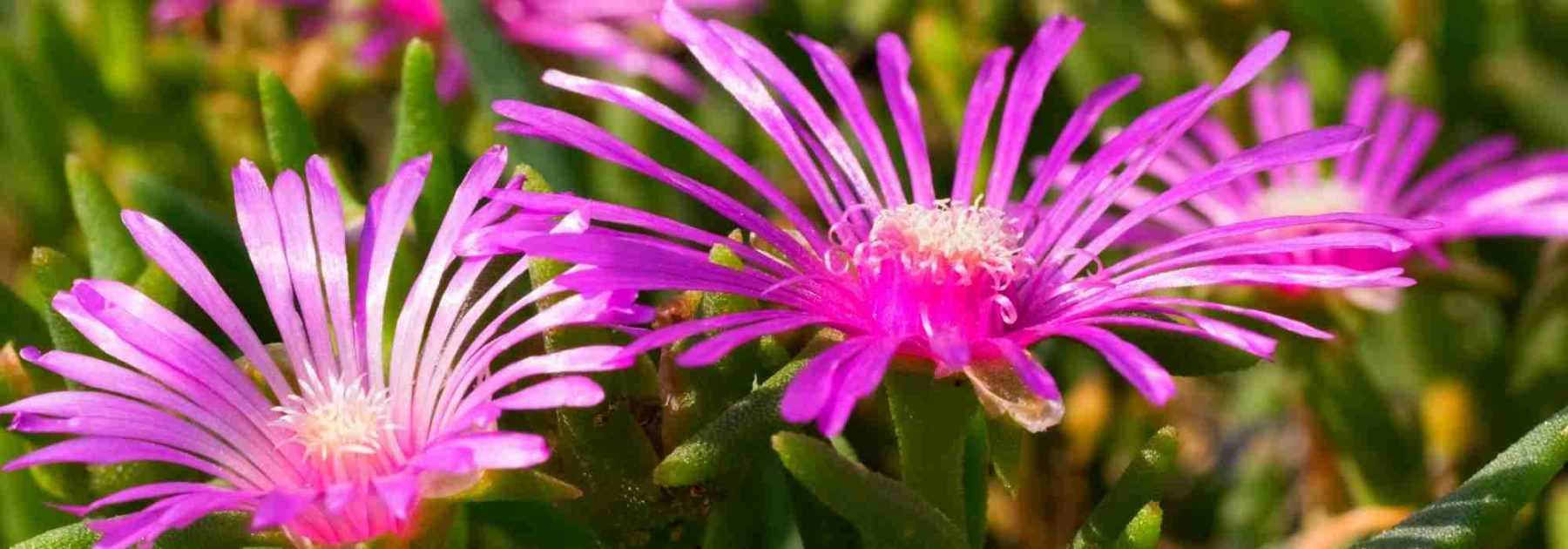 Associer le delosperma