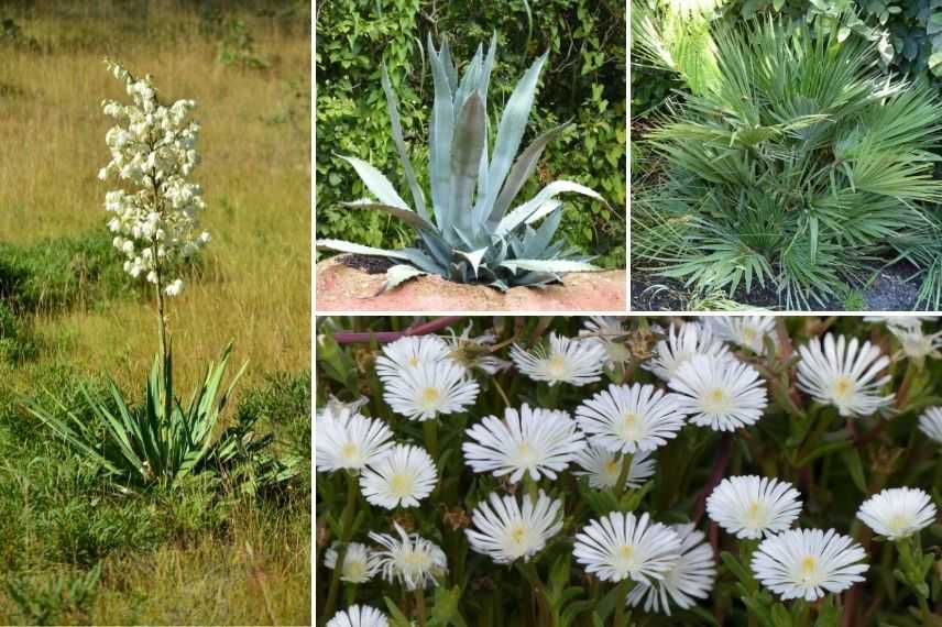 associer pourpier jardin méditerranéen