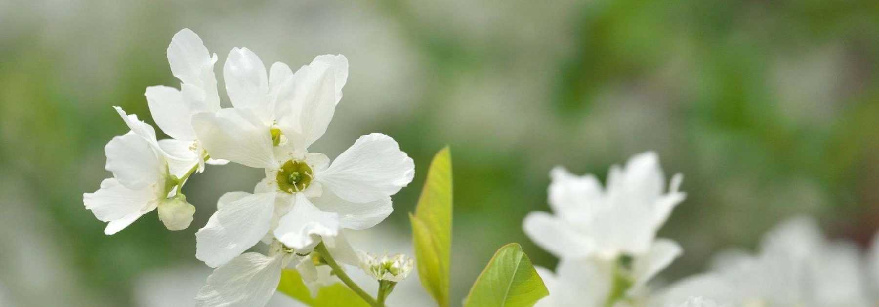 Associer l'Exochorda