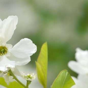 Associer l'Exochorda