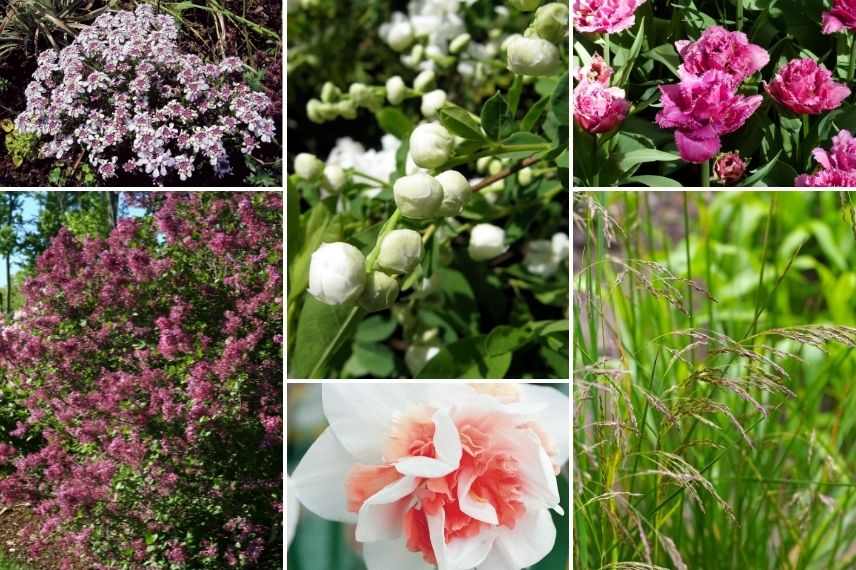 exochorda scène printanière, arbres aux Perles floraison printanière, buisson de perles floraison printanière