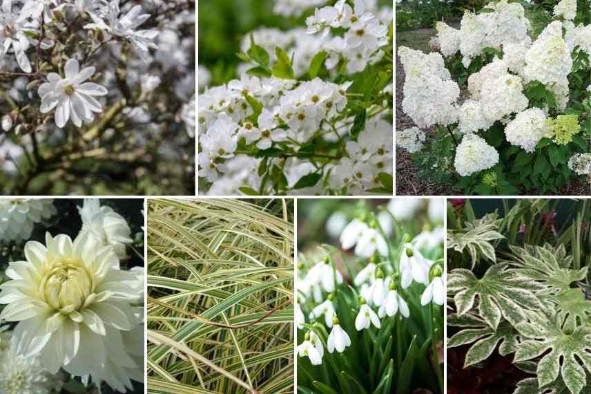 exochorda jardin blanc