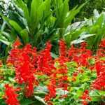 Associer des fleurs rouges ou pourpres