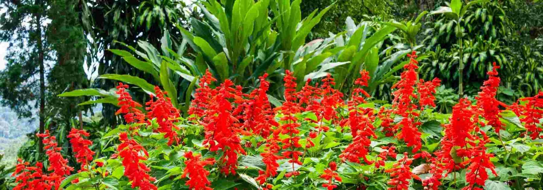 Associer des fleurs rouges ou pourpres