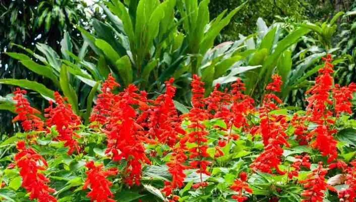 Associer des fleurs rouges ou pourpres