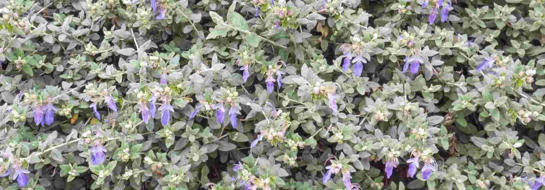 Associer le Teucrium