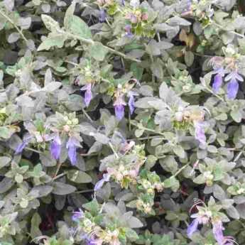 Associer le Teucrium