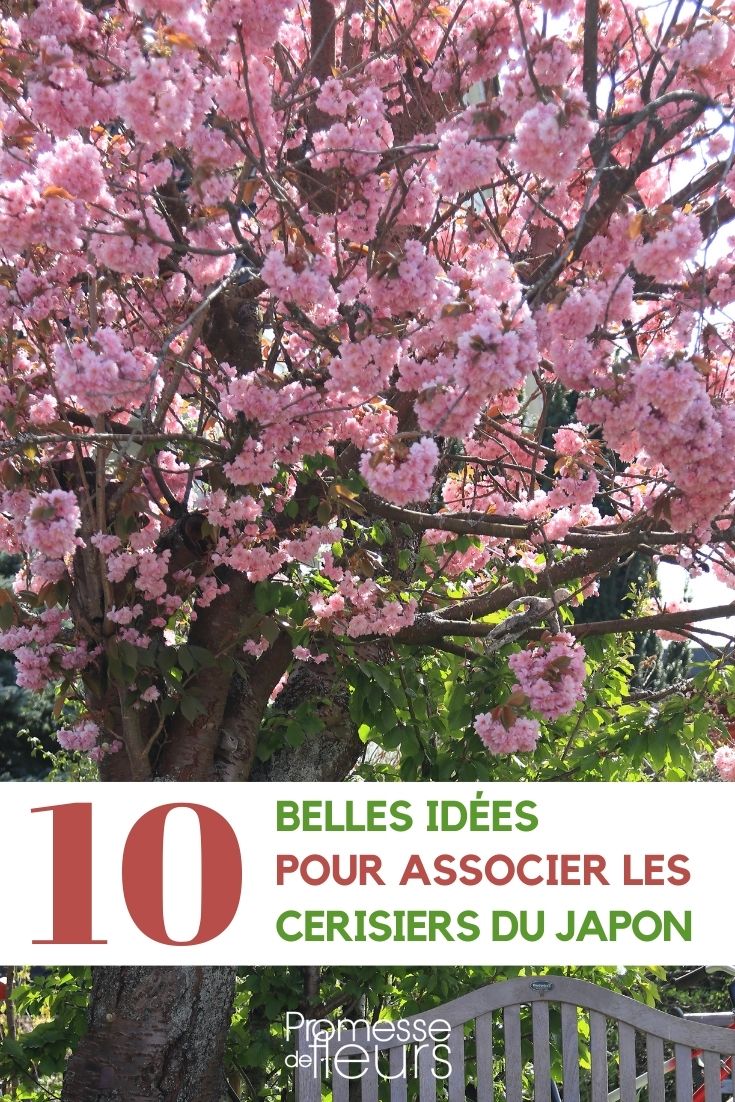 Quelles différences entre ces cerisiers à fleur ? – La Bambouseraie de Paris