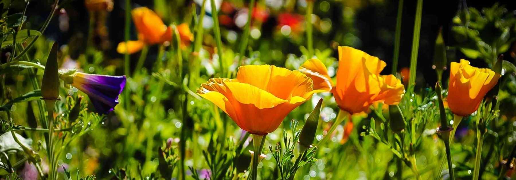 Associer les fleurs orange - Promesse de Fleurs