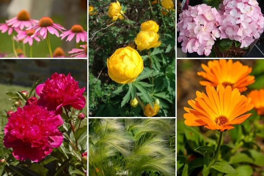 trolle jardin bouquetier, trolle fleur à couper, trolle bouquet, trollius fleur à couper, trollius bouquet