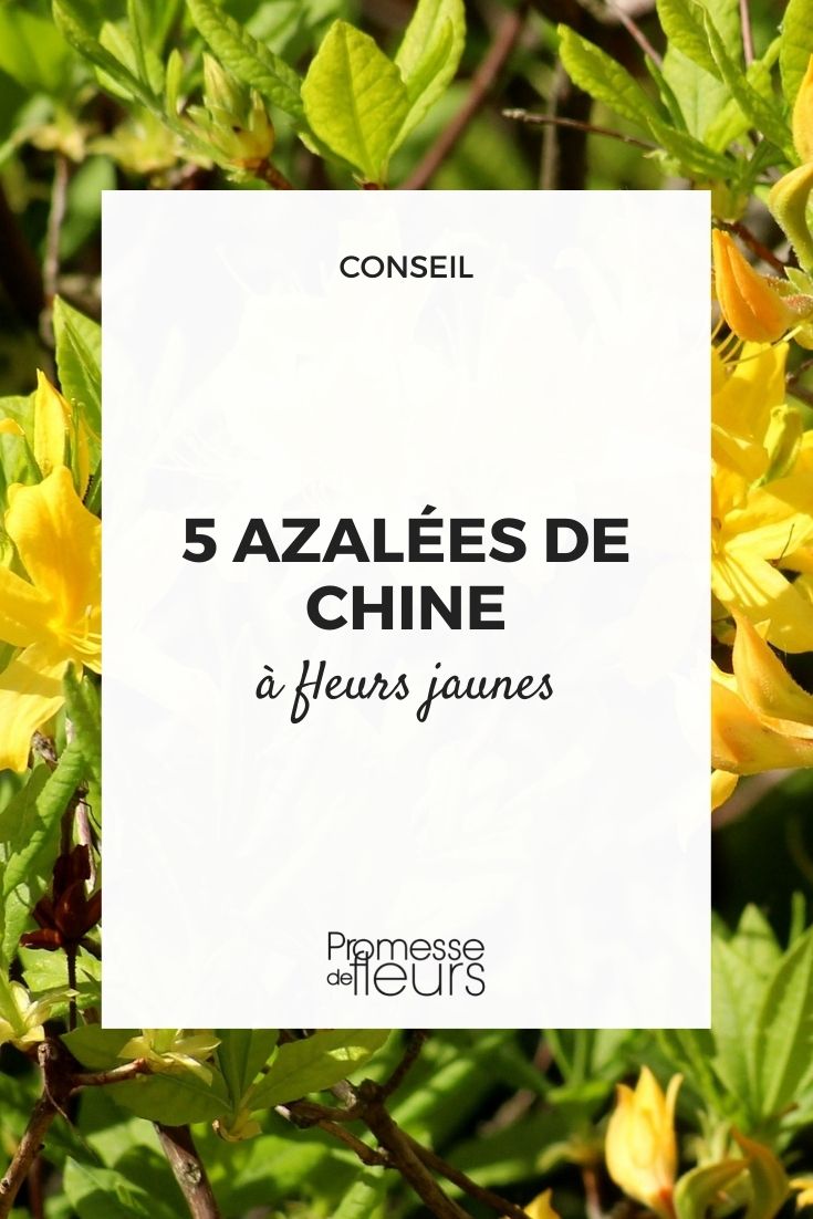 azalée de chine jaune