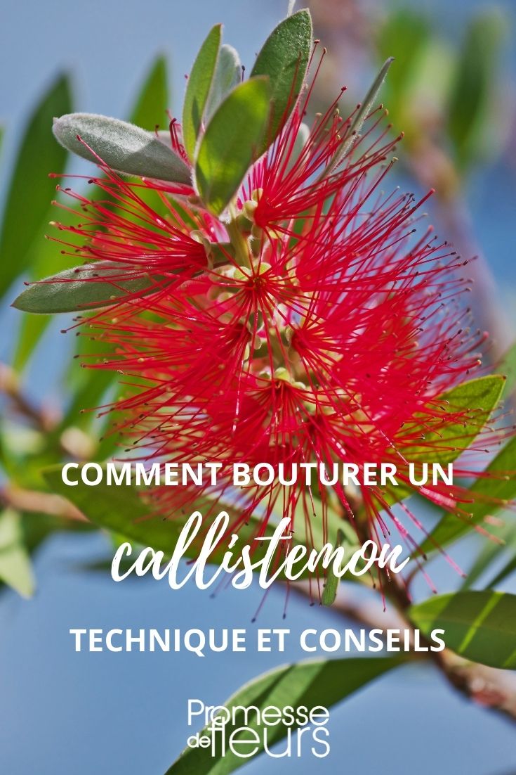 bouturer callistemon