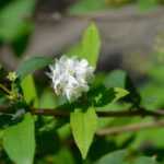 Bouturer un deutzia