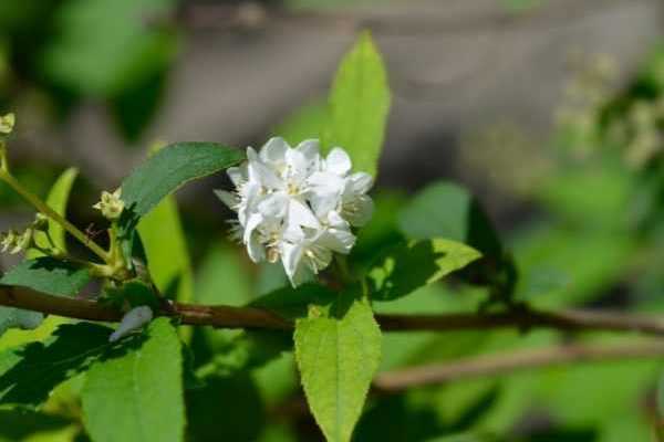 Bouturer un deutzia