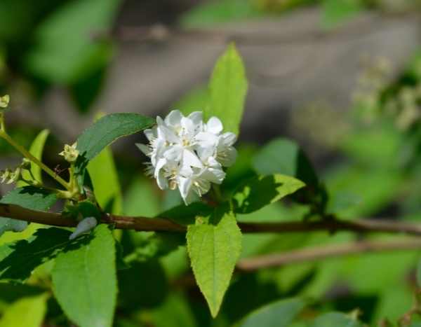 Bouturer un deutzia