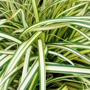 6 Carex au feuillage panaché