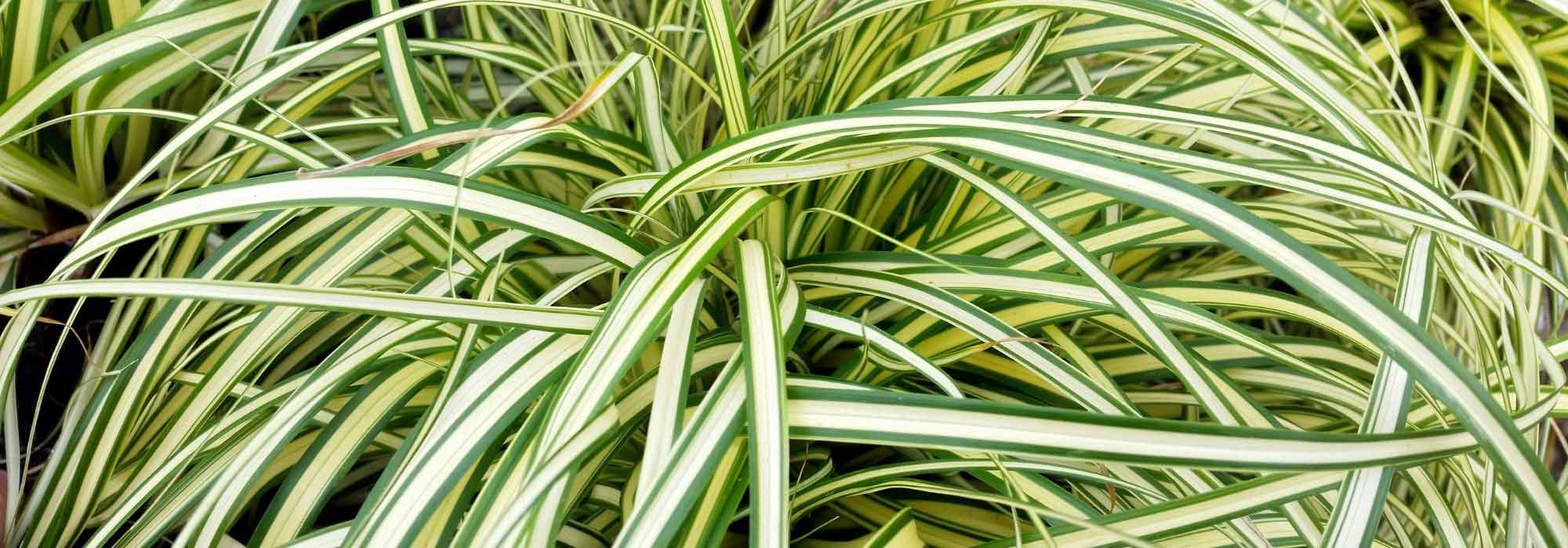 6 Carex au feuillage panaché