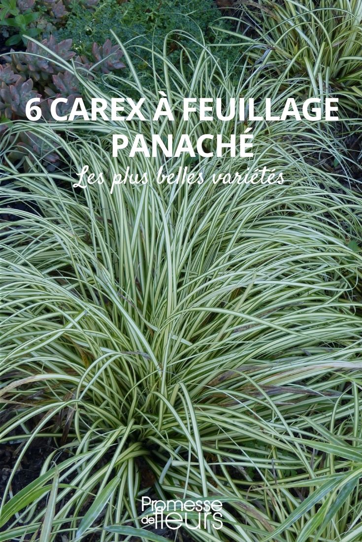 Carex les plus belles variétés