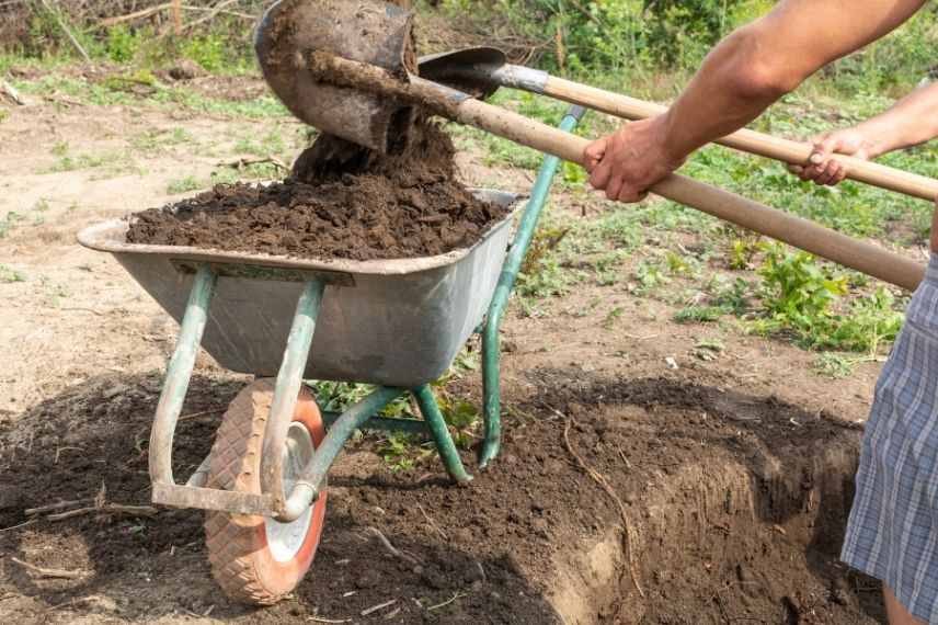 planter rosier à la place d'un autre rosier