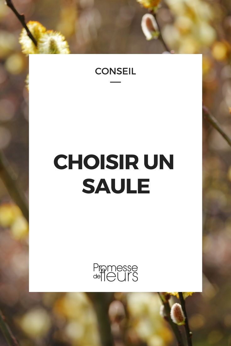 choisir un saule