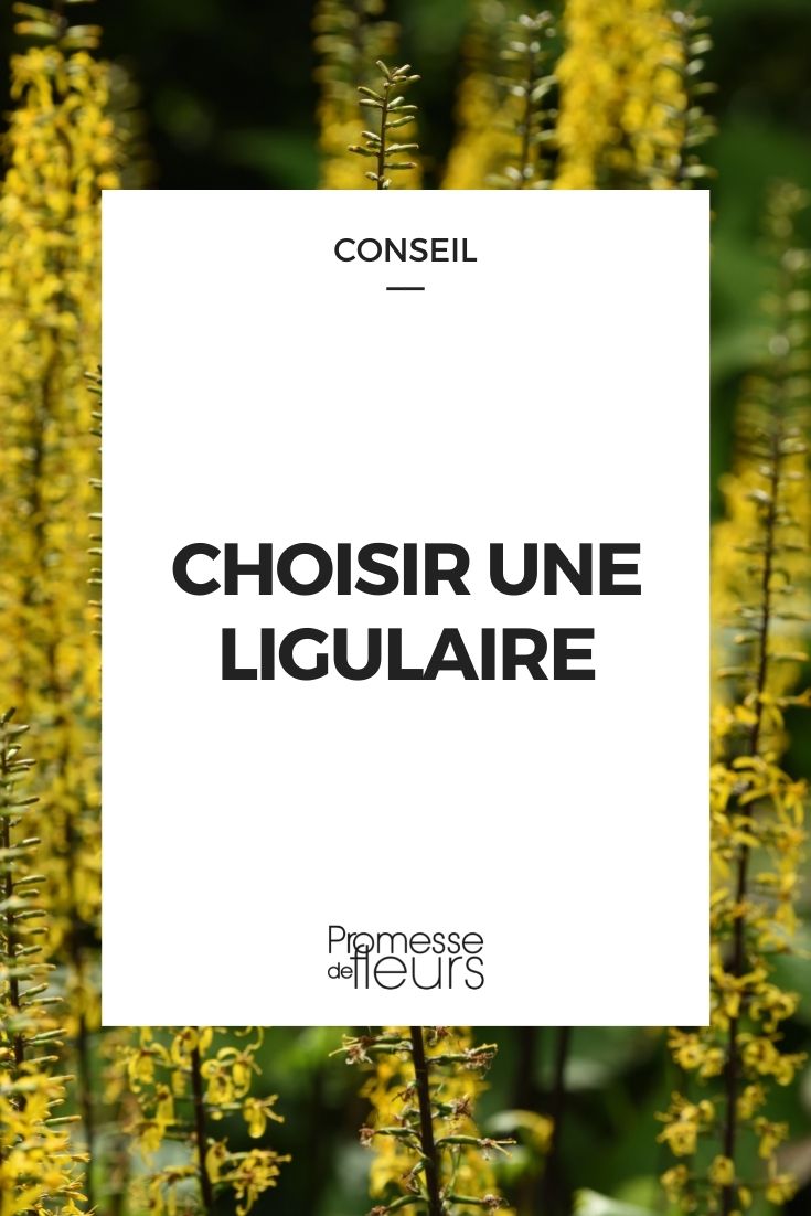 choisir une ligulaire