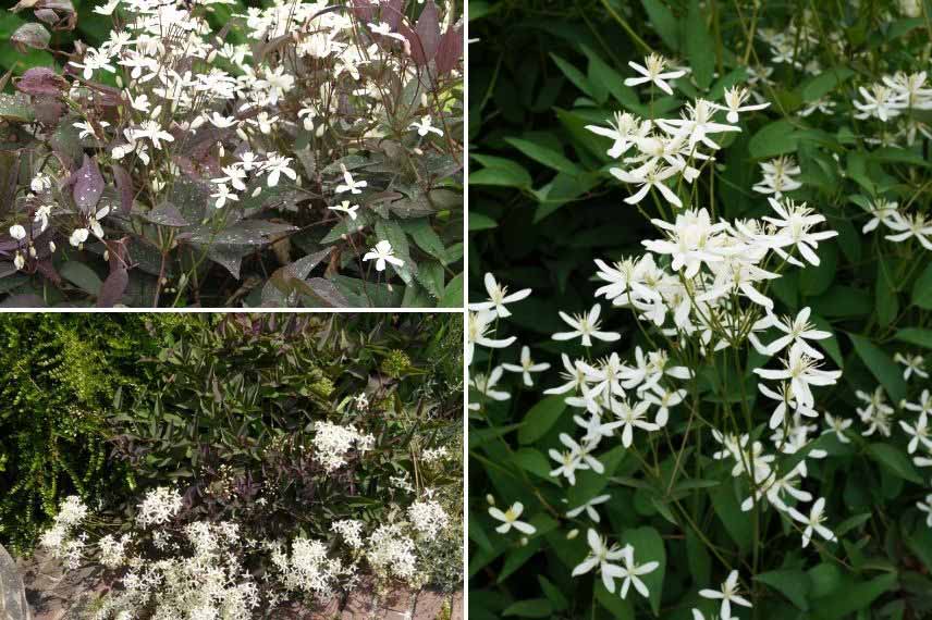 clématites herbacées pour fleurir un massif