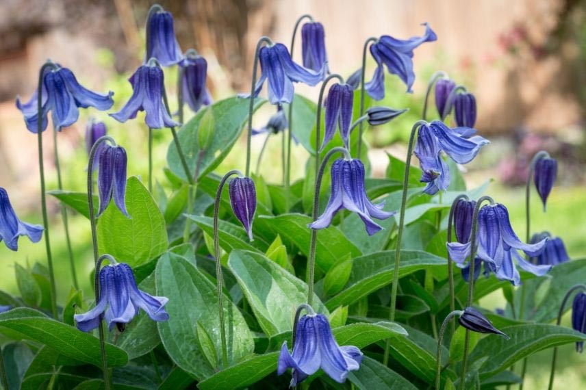 clématites herbacées pour fleurir un massif