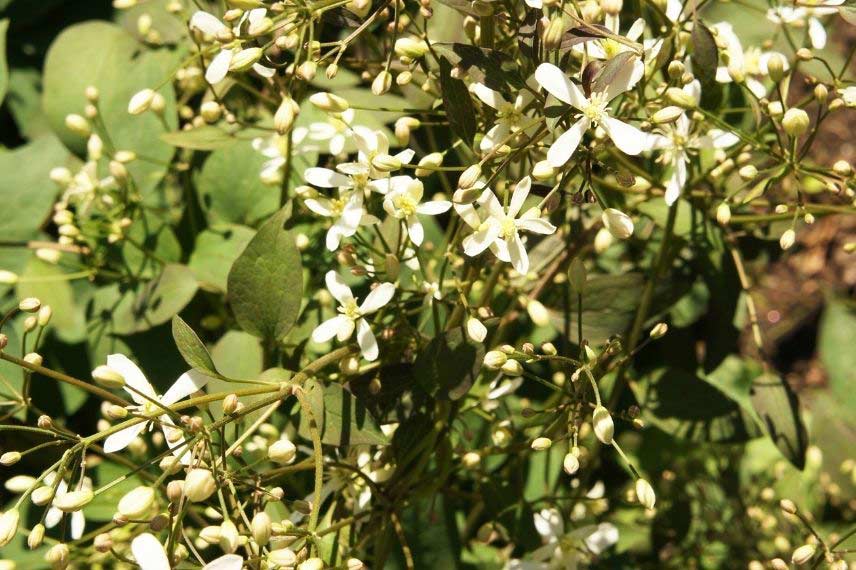 clématites herbacées pour fleurir un massif