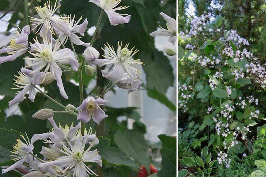 clématites herbacées pour fleurir un massif