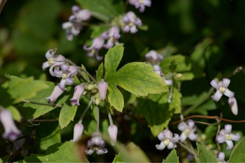 clématites herbacées pour fleurir un massif